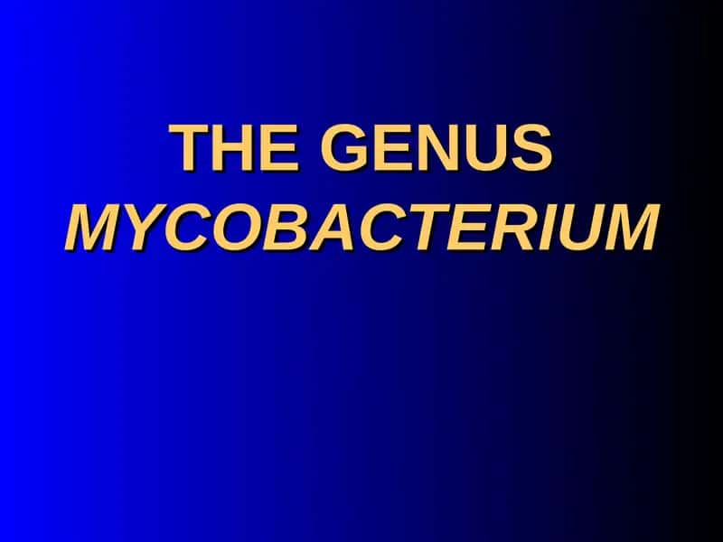 Mycobacterium tuberculosis 1