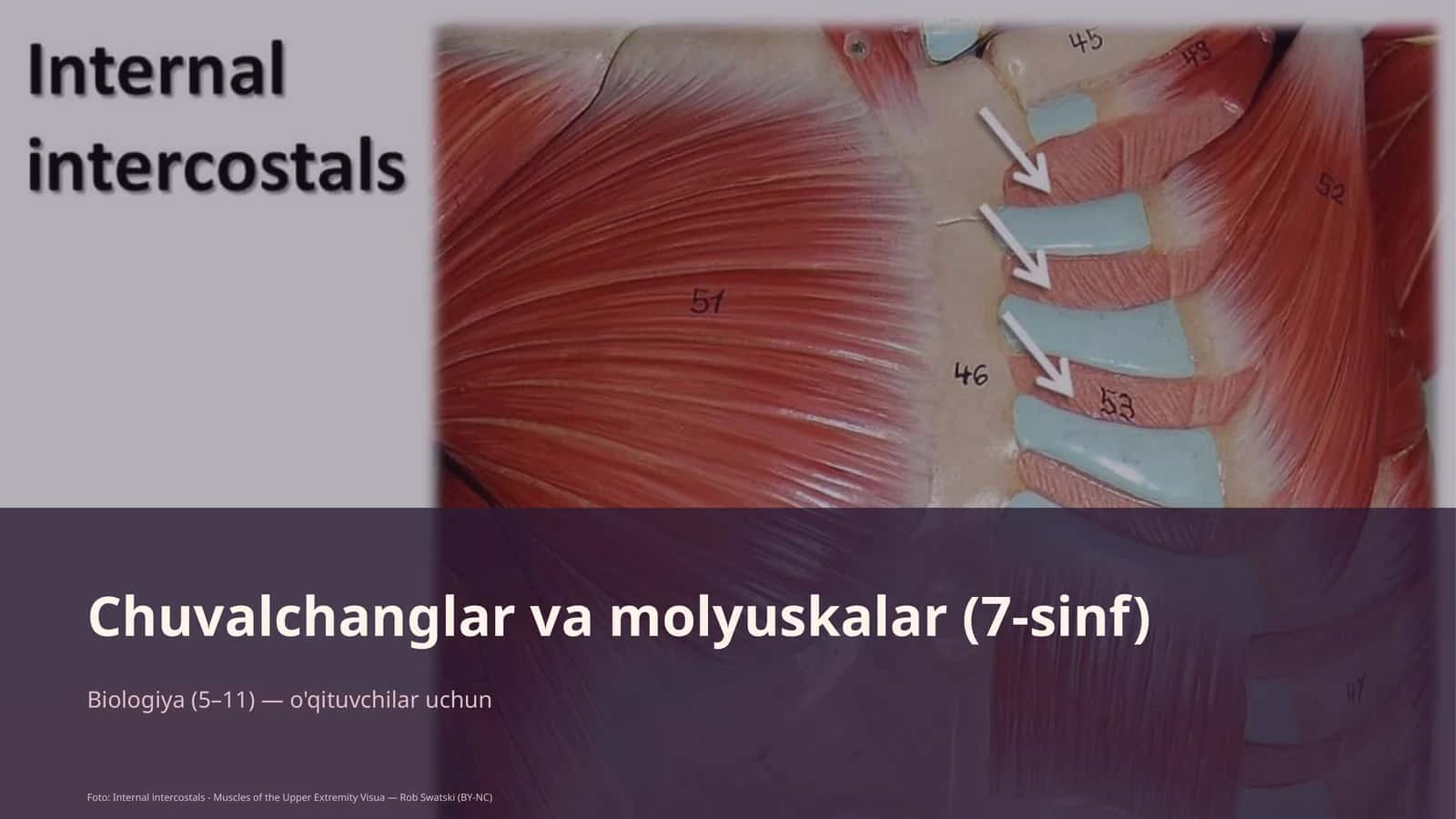 Chuvalchanglar va molyuskalar (7-sinf) 1