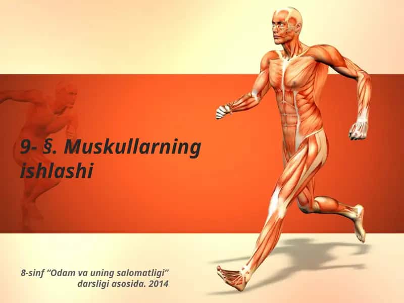 Muskullarning ishlashi 1