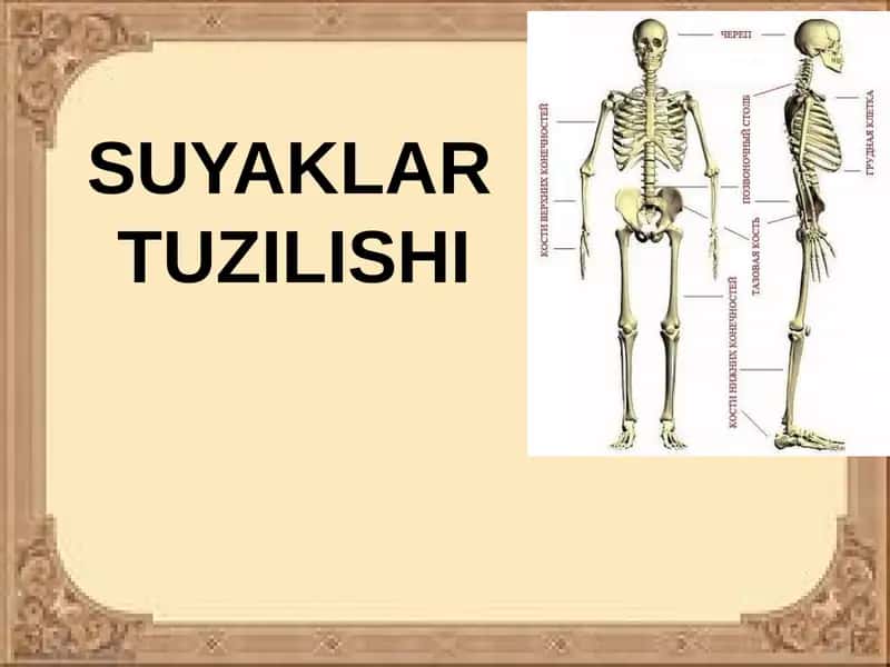 SUYAKLARTUZILISHI 1