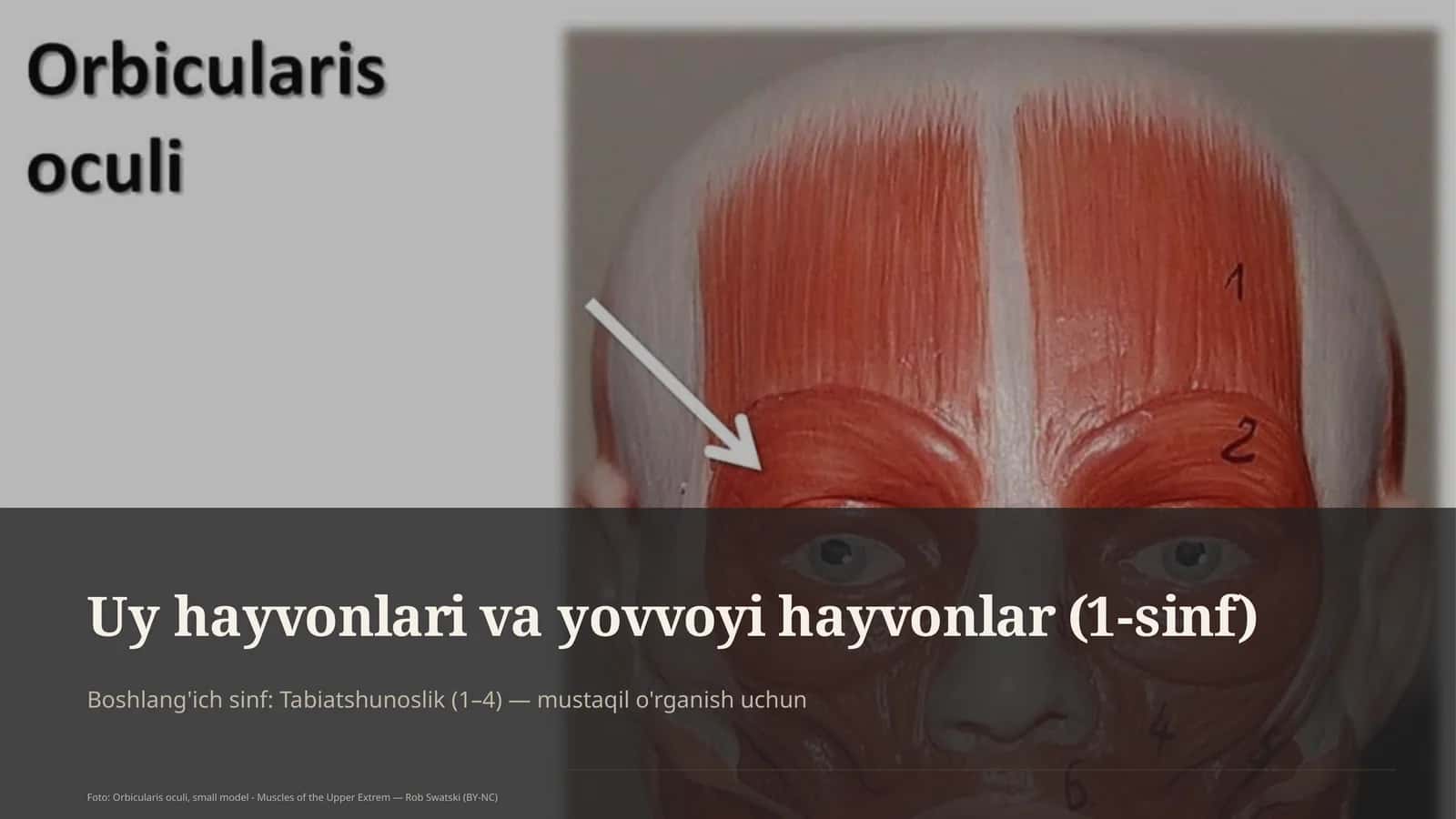 Uy hayvonlari va yovvoyi hayvonlar (1-sinf) 1