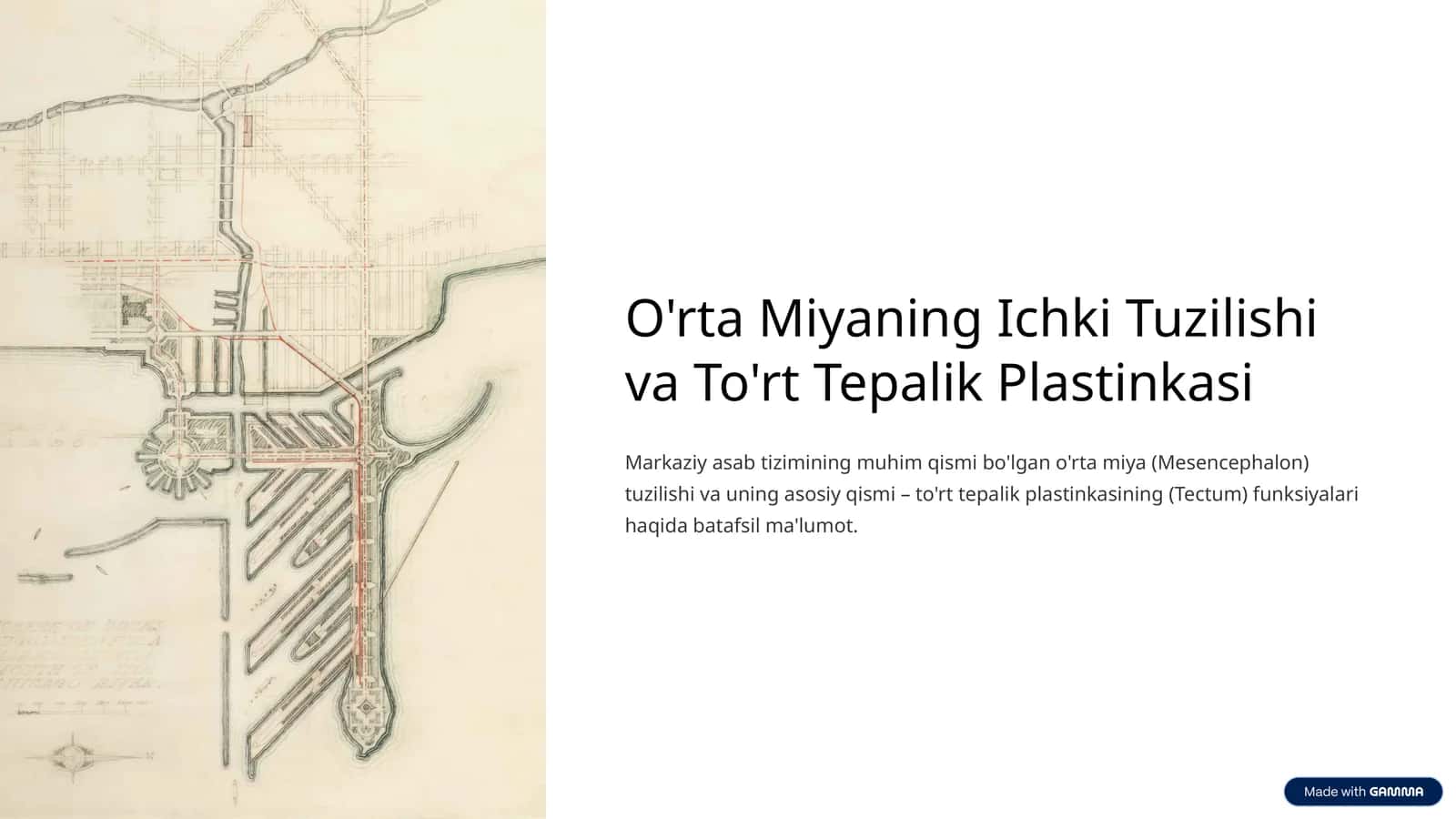 O'rta Miyaning Ichki Tuzilishi va To'rt Tepalik Plastinkasi 1