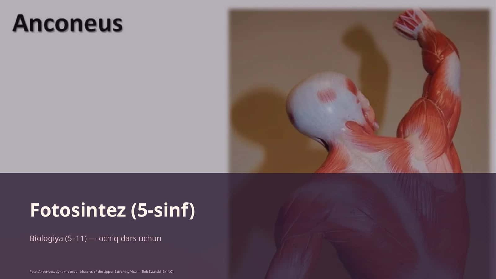 Fotosintez (5-sinf) 1