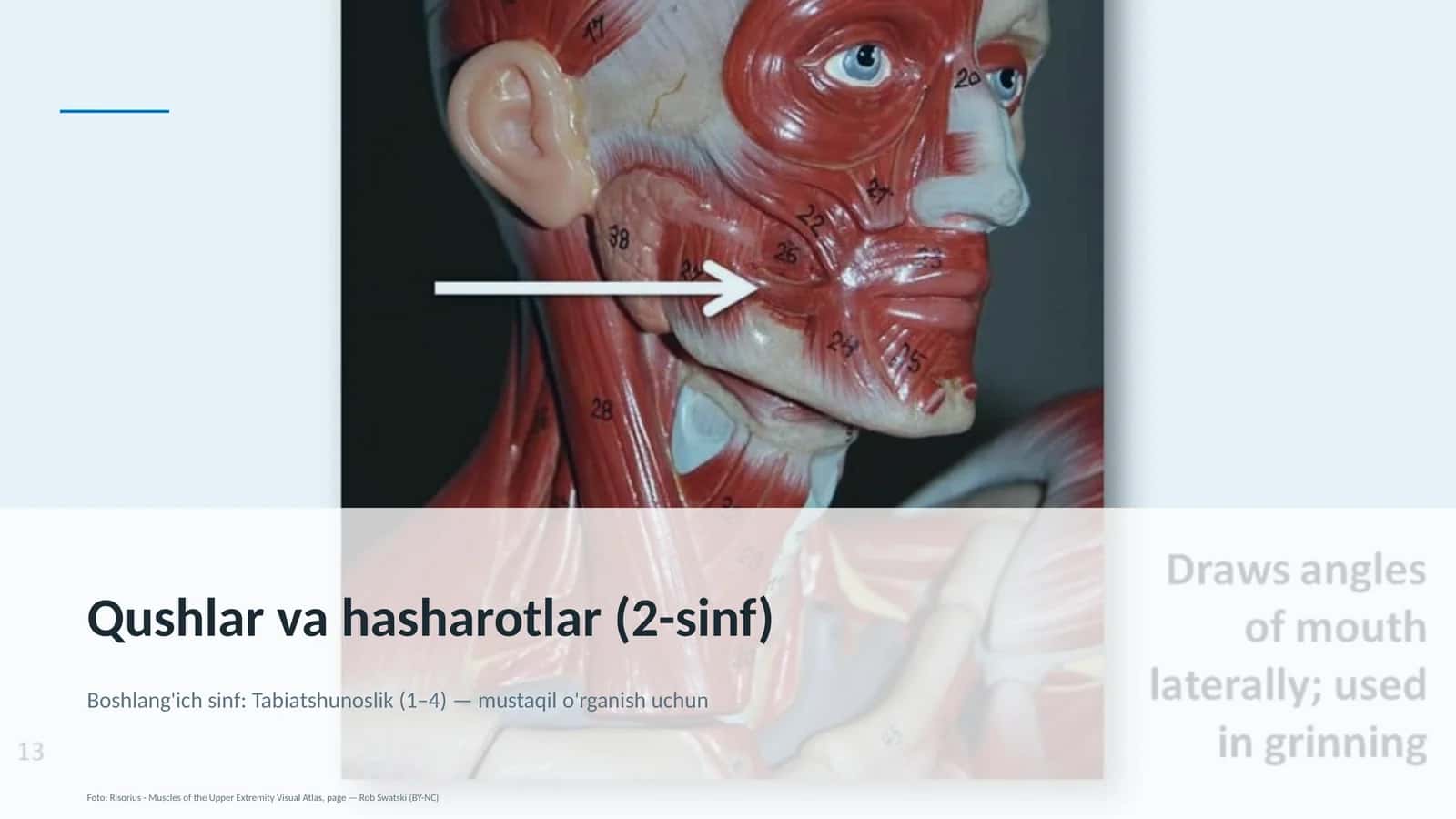 Qushlar va hasharotlar (2-sinf) 1