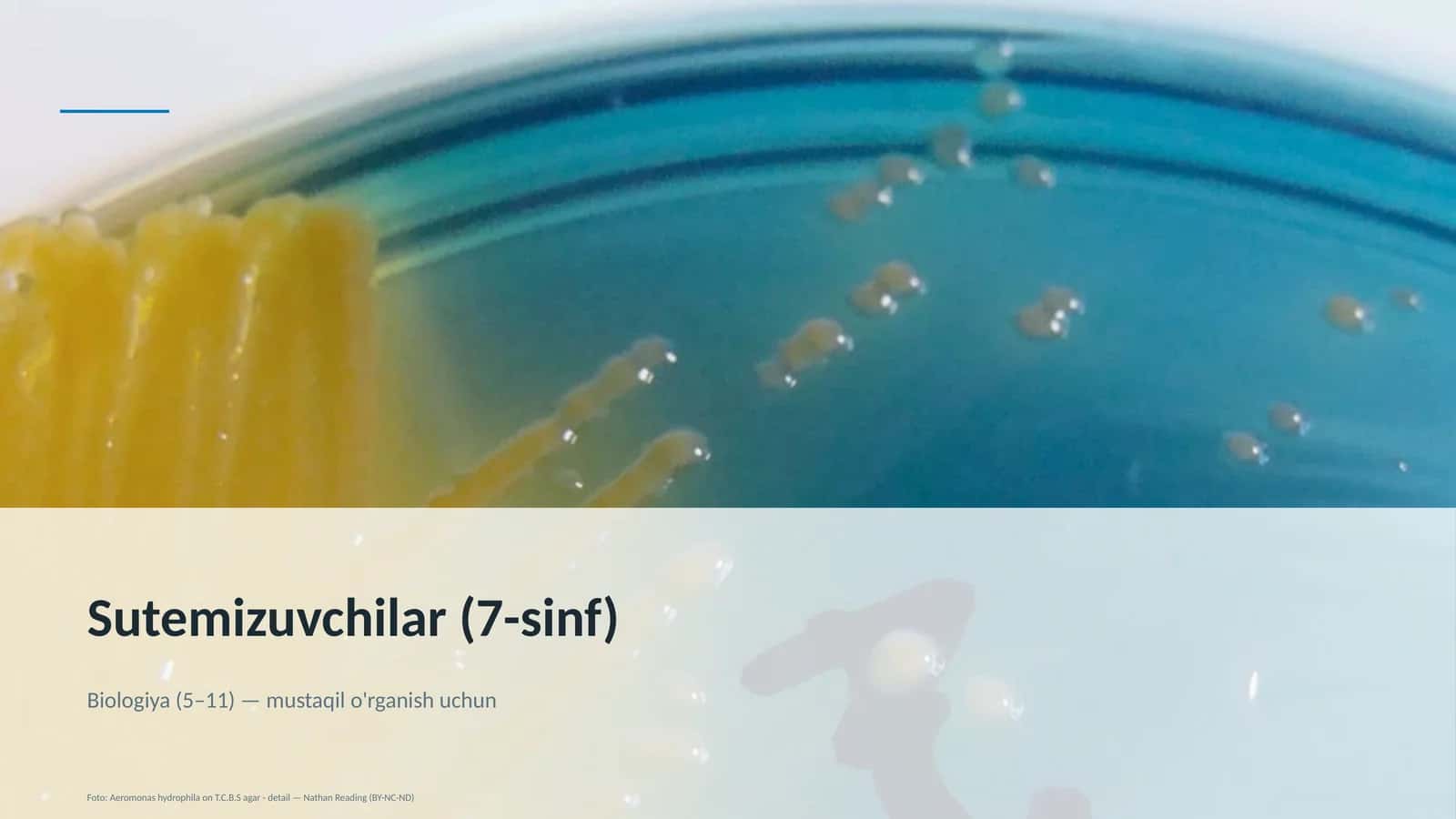 Sutemizuvchilar (7-sinf) 1