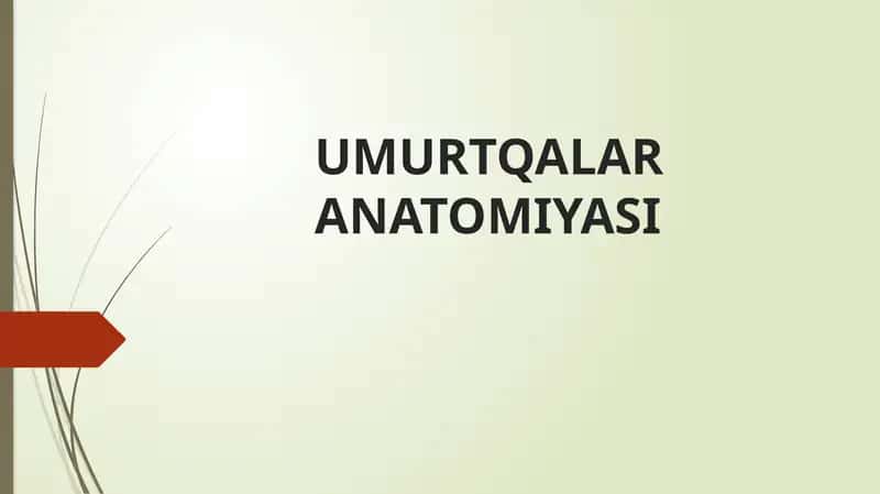 Umurtqalar ANATOMIYASI 1