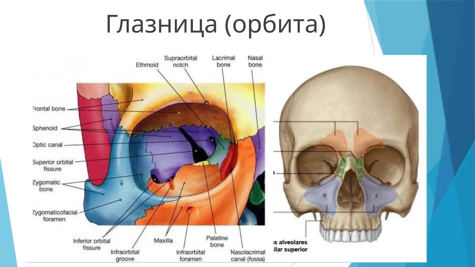 Глазница (орбита) 1