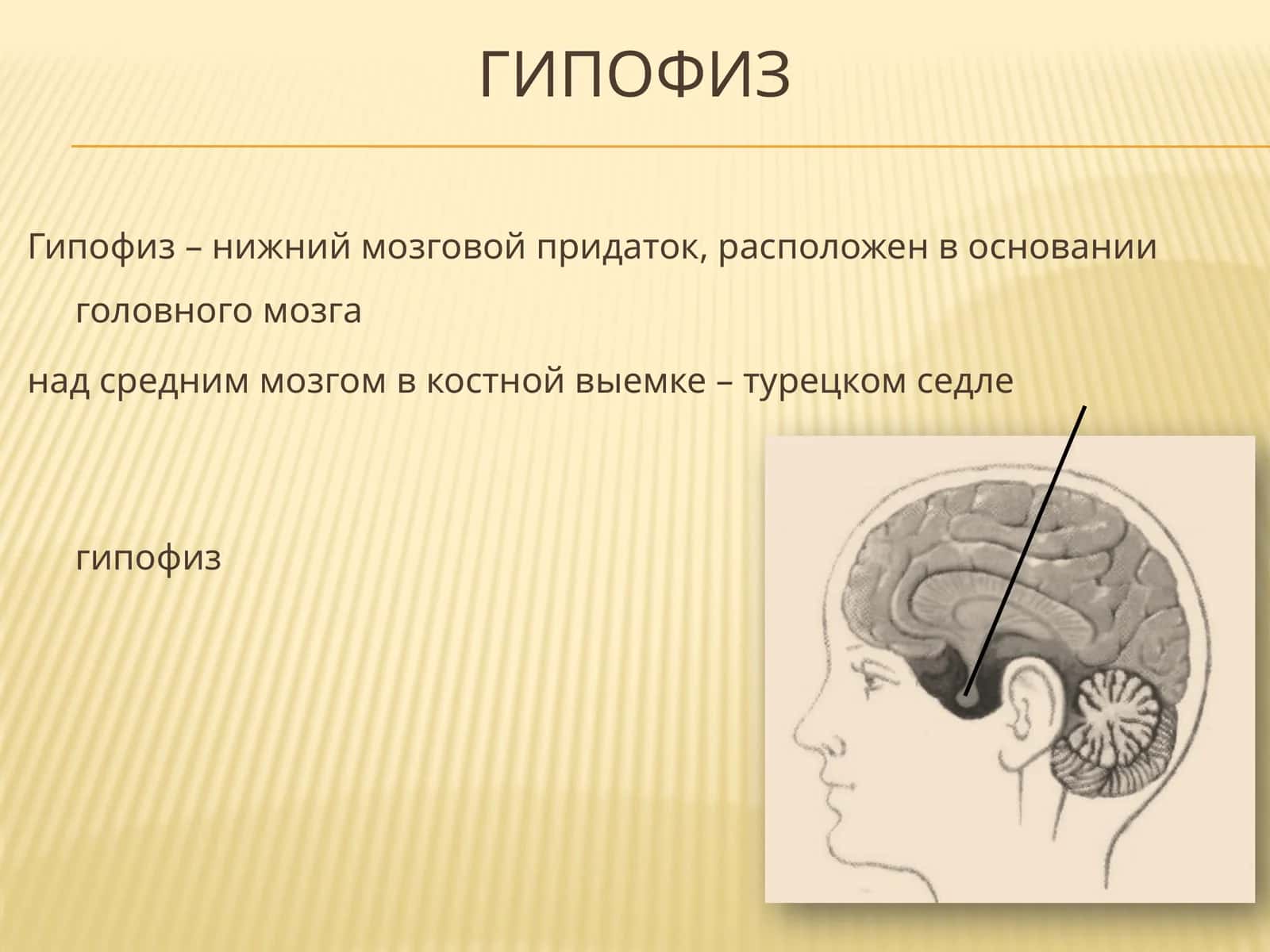 Гипофиз 1