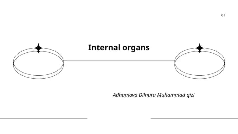 Internal organs 1