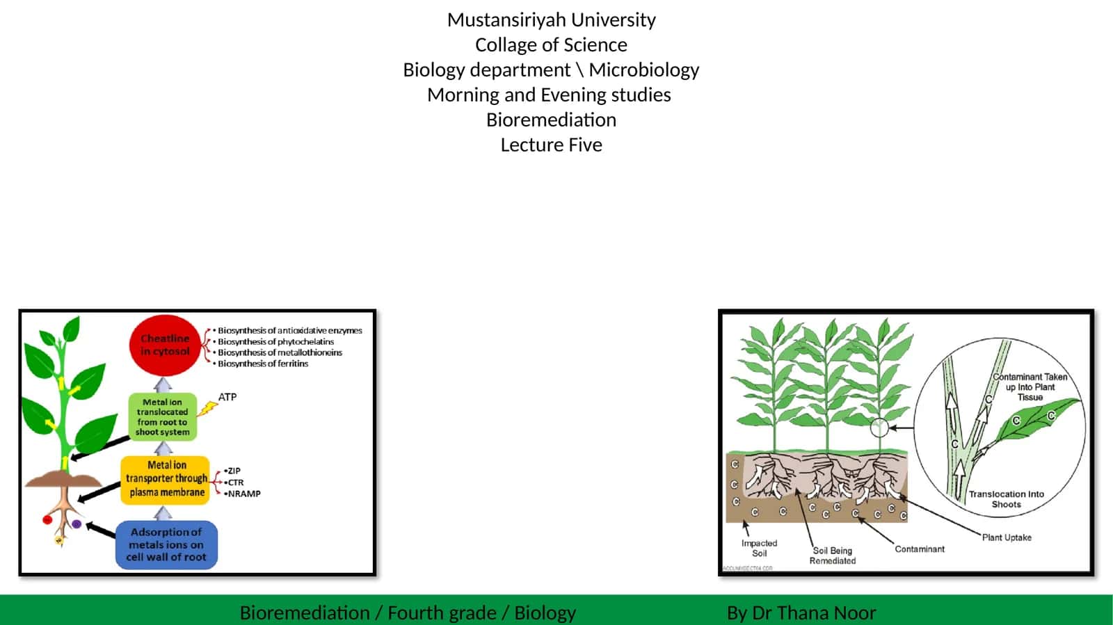 What is Phytoremediation? 1