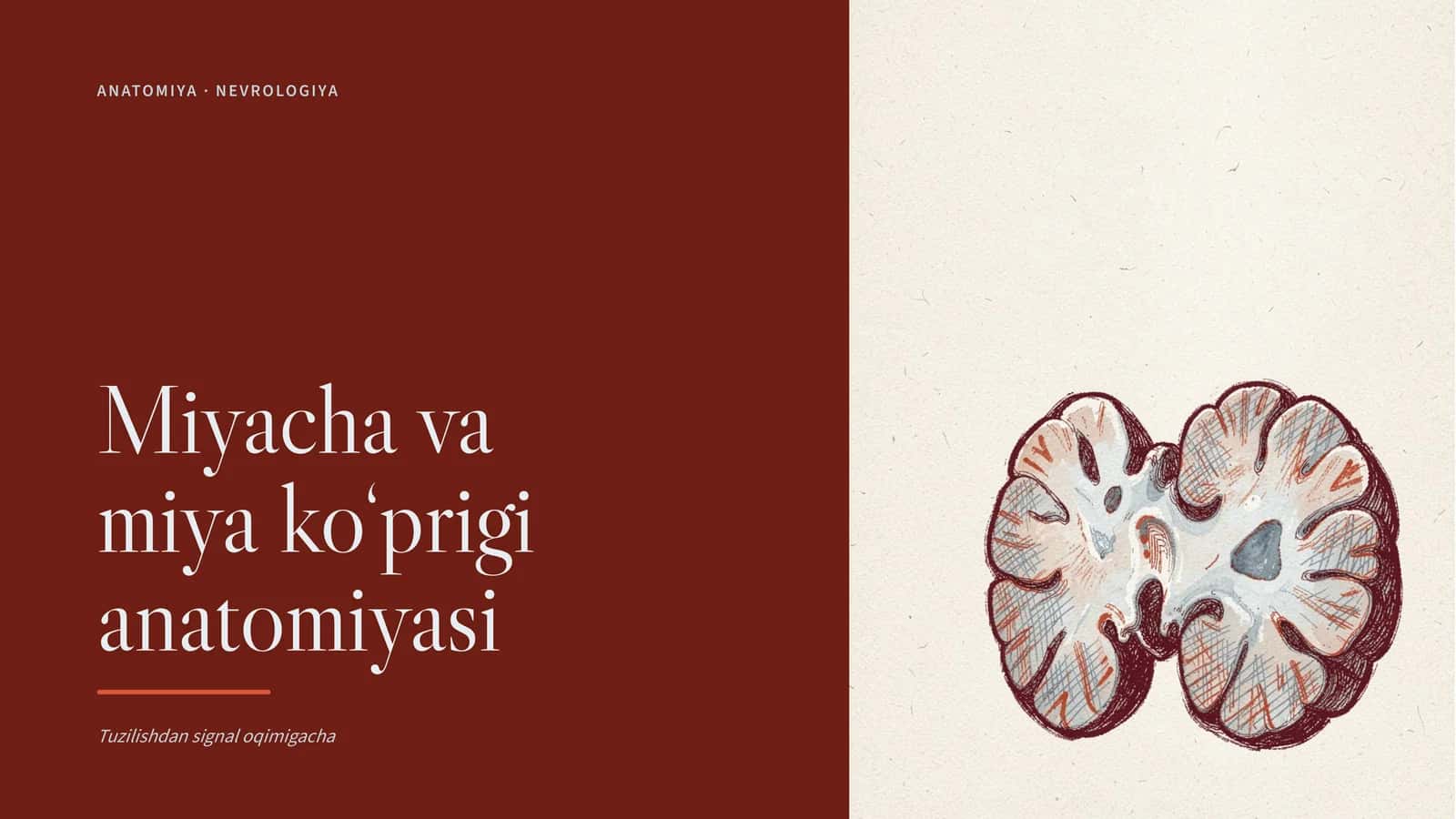 Miyacha va miya ko‘prigi anatomiyasi 1