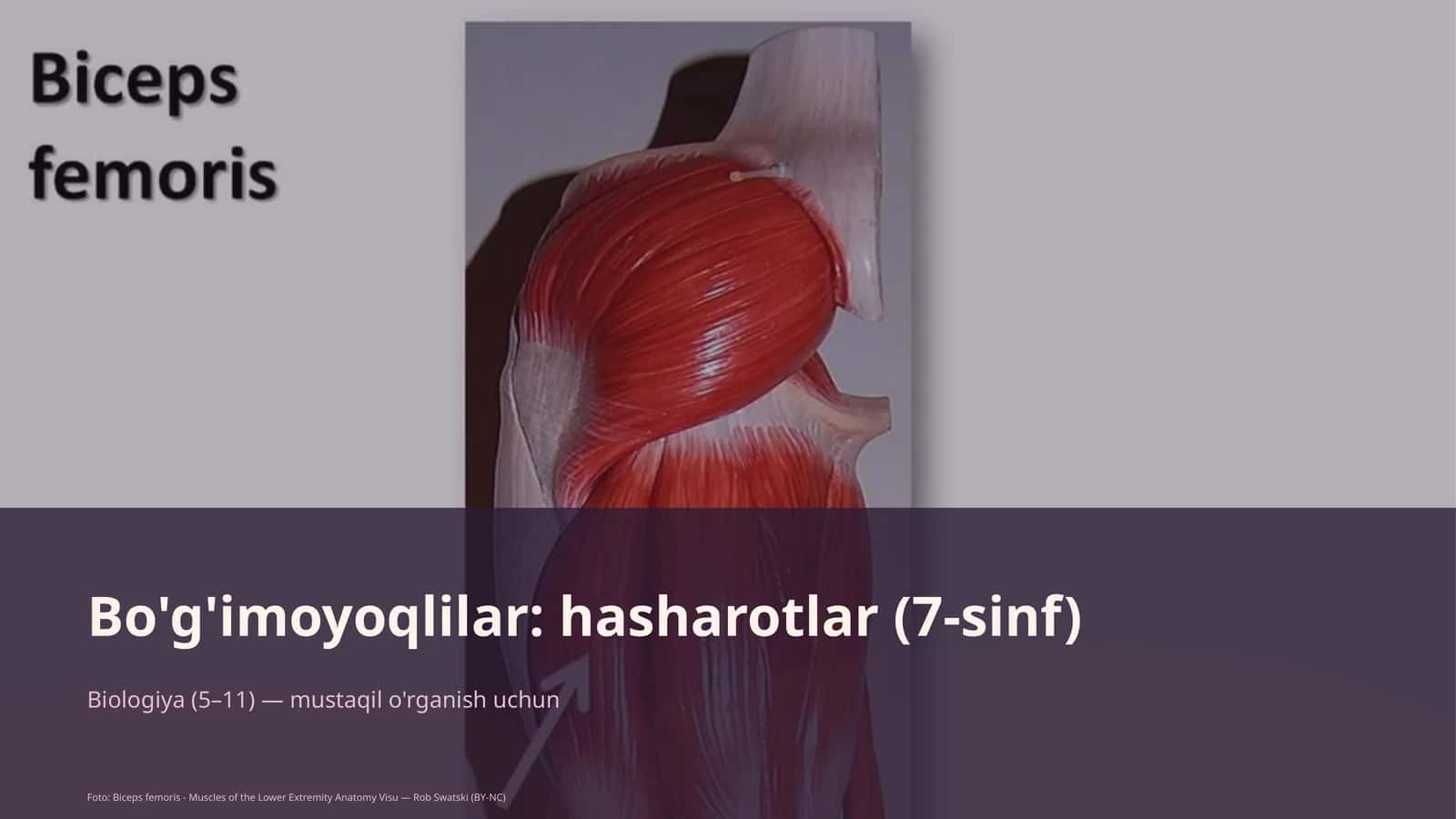 Bo'g'imoyoqlilar: hasharotlar (7-sinf) 1