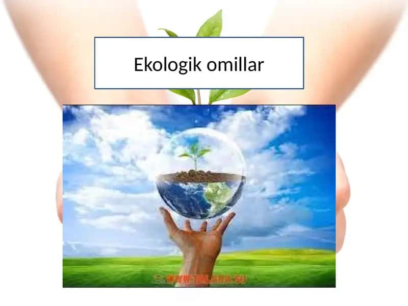 Ekologik omillar 1
