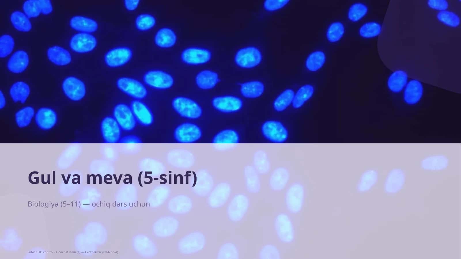 Gul va meva (5-sinf) 1