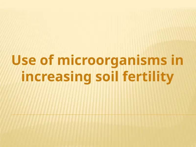 Use of microorganisms in increasing soil fertility 1