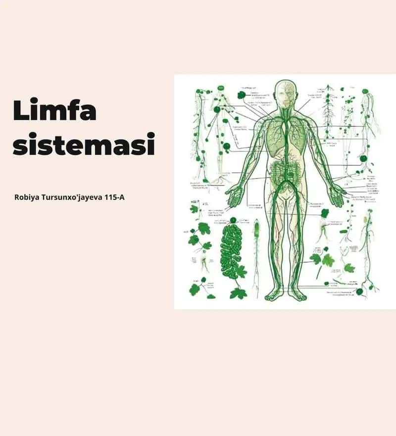 Limfa sistemasi 1