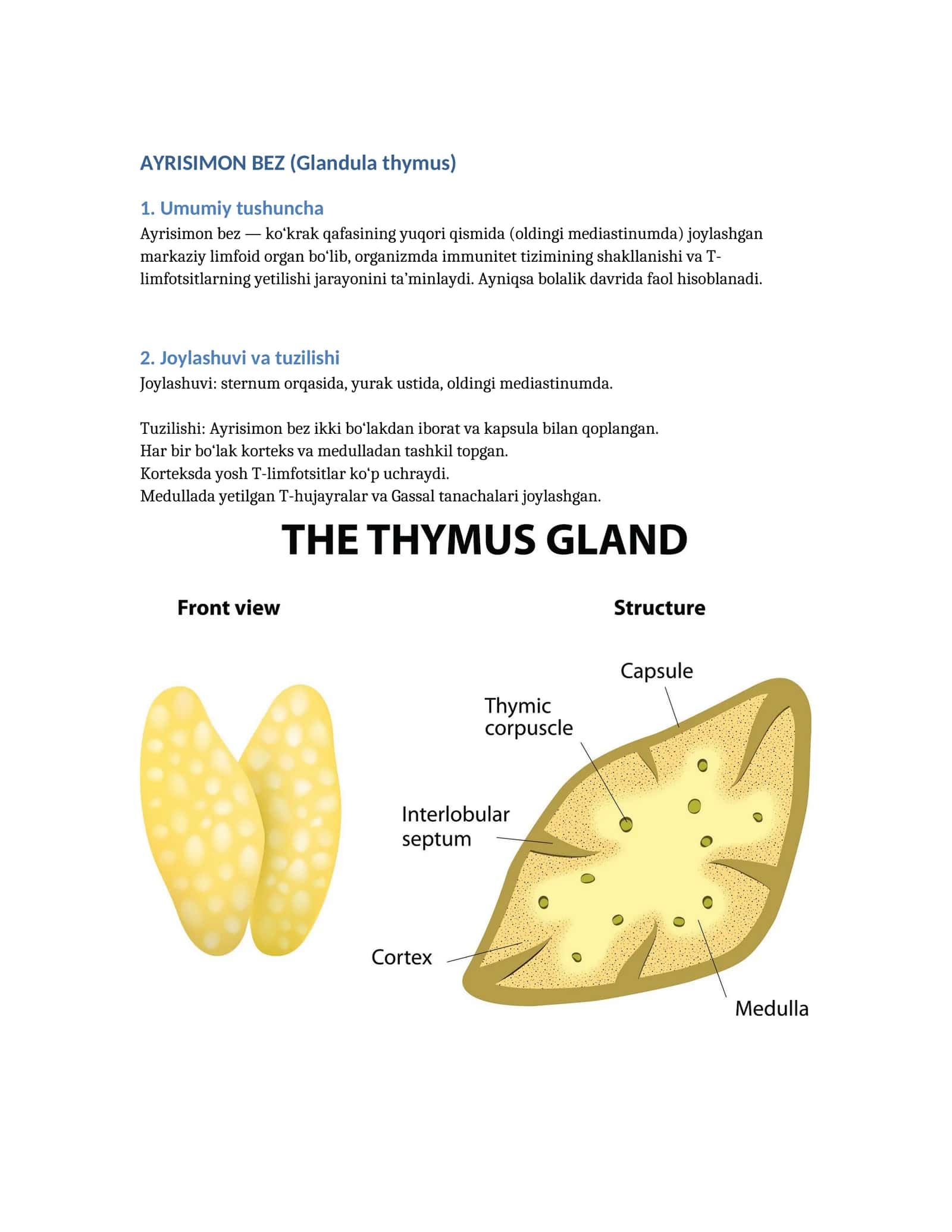 AYRISIMON BEZ (Glandula thymus) 1