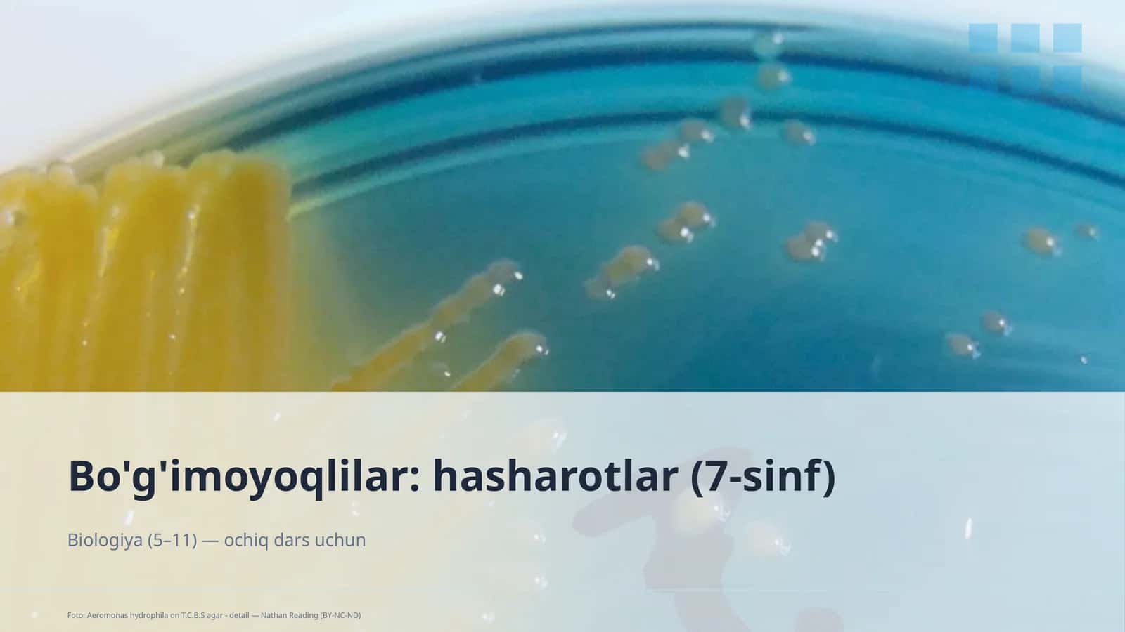 Bo'g'imoyoqlilar: hasharotlar (7-sinf) 1