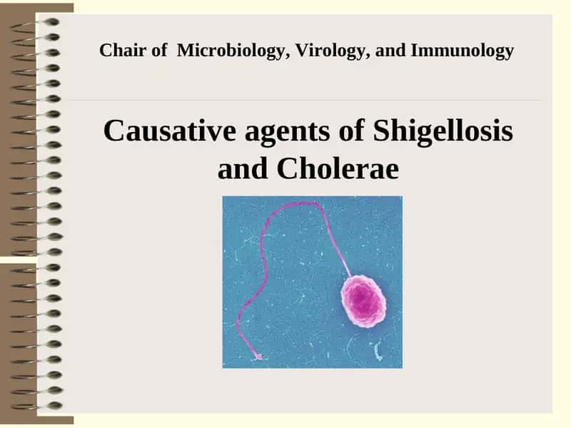 Causative agents of Shigellosis 1