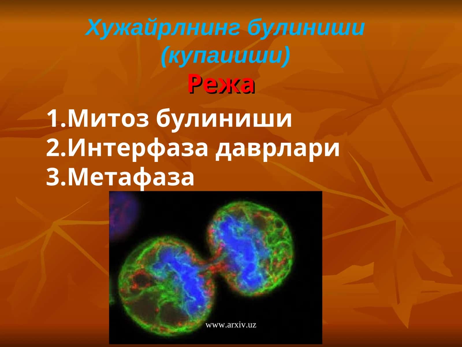 Митоз булиниши 1
