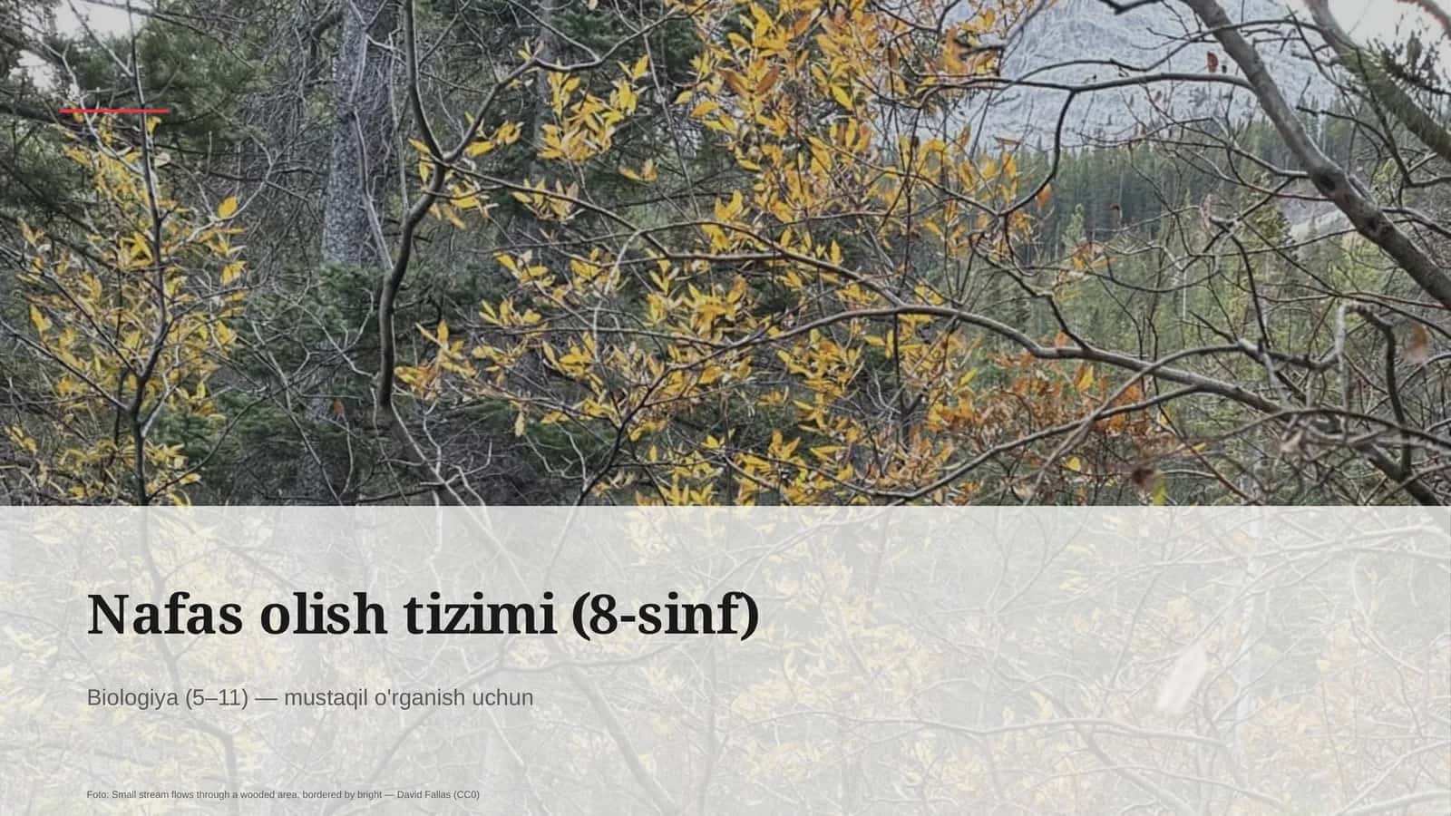 Nafas olish tizimi (8-sinf) 1