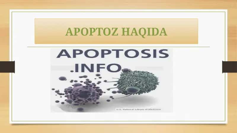 Apoptoz   haqida 1