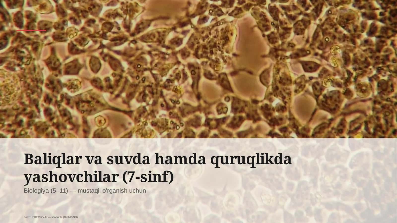 Baliqlar va suvda hamda quruqlikda yashovchilar (7-sinf) 1