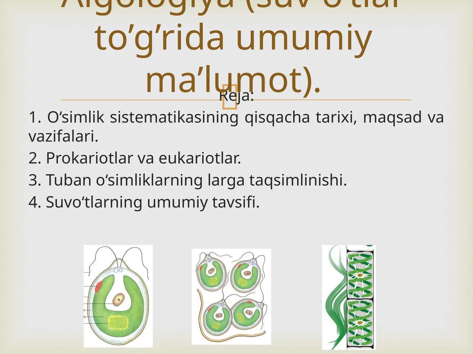 O‘simlik sistemasi 1
