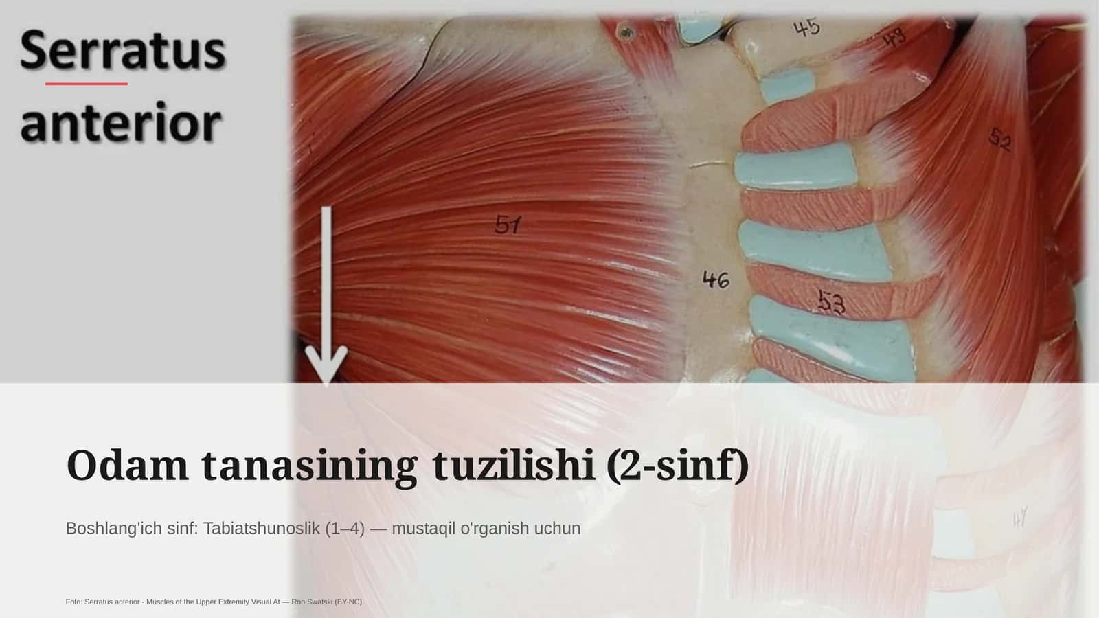 Odam tanasining tuzilishi (2-sinf) 1