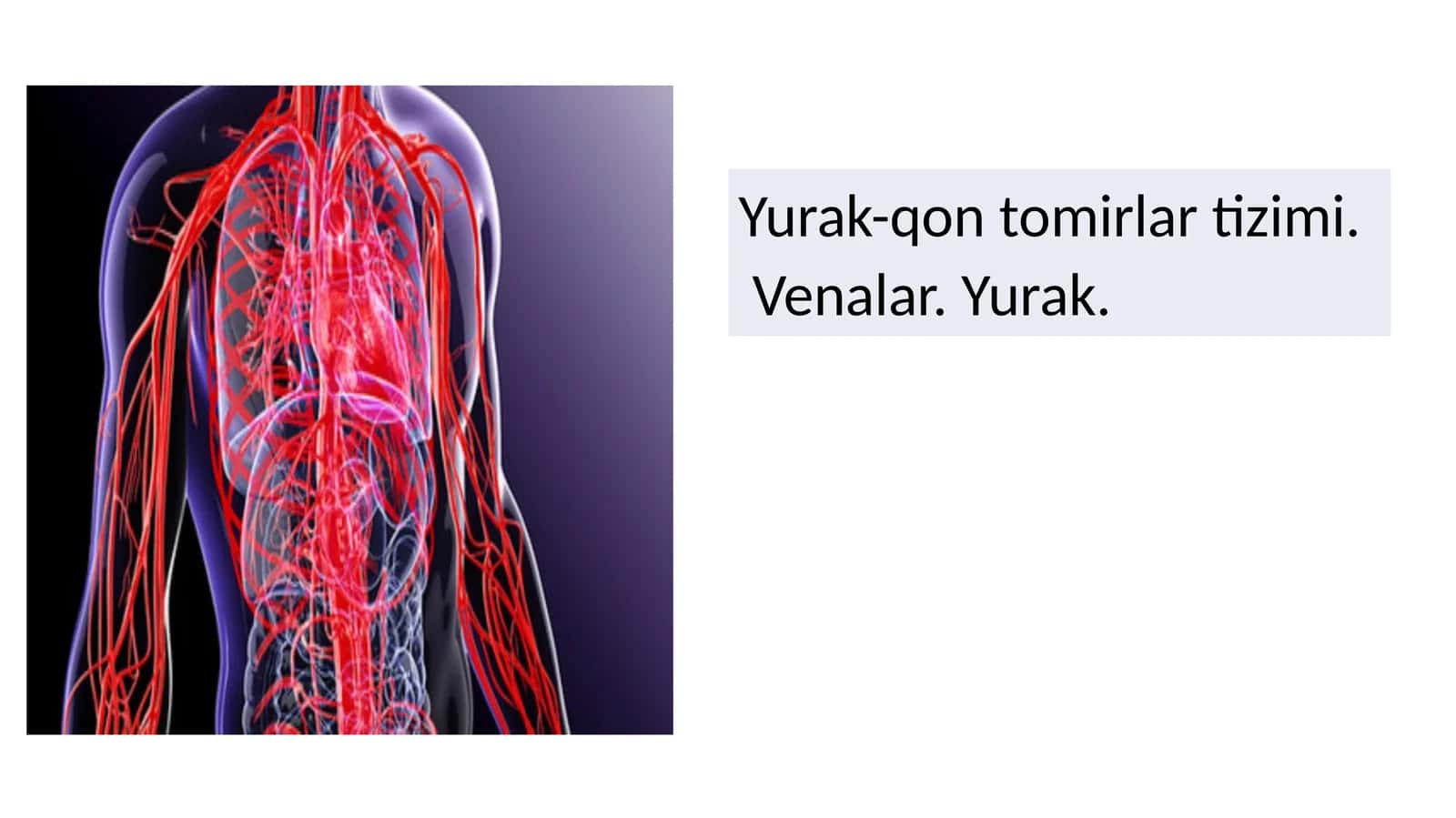 yurak qon tomir sistemasi. vena va yurak 1