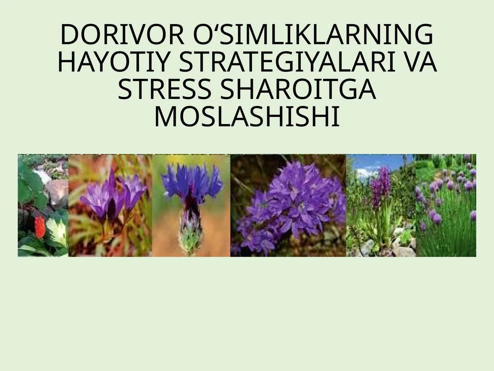 Dorivor O‘simliklarning Hayotiy Strategiyalari Va Stress Sharoitga Moslashishi 1