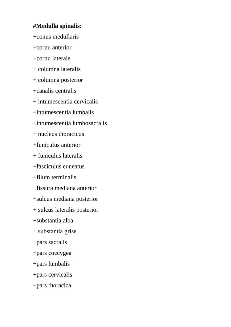 Medulla spinalis 1