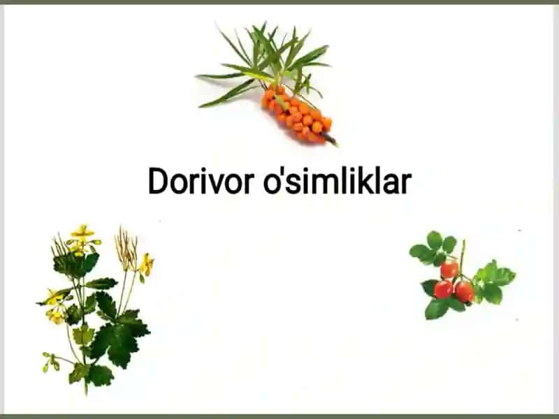 Dorivor o'simliklar