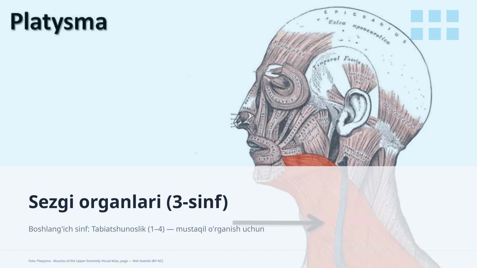 Sezgi organlari (3-sinf) 1