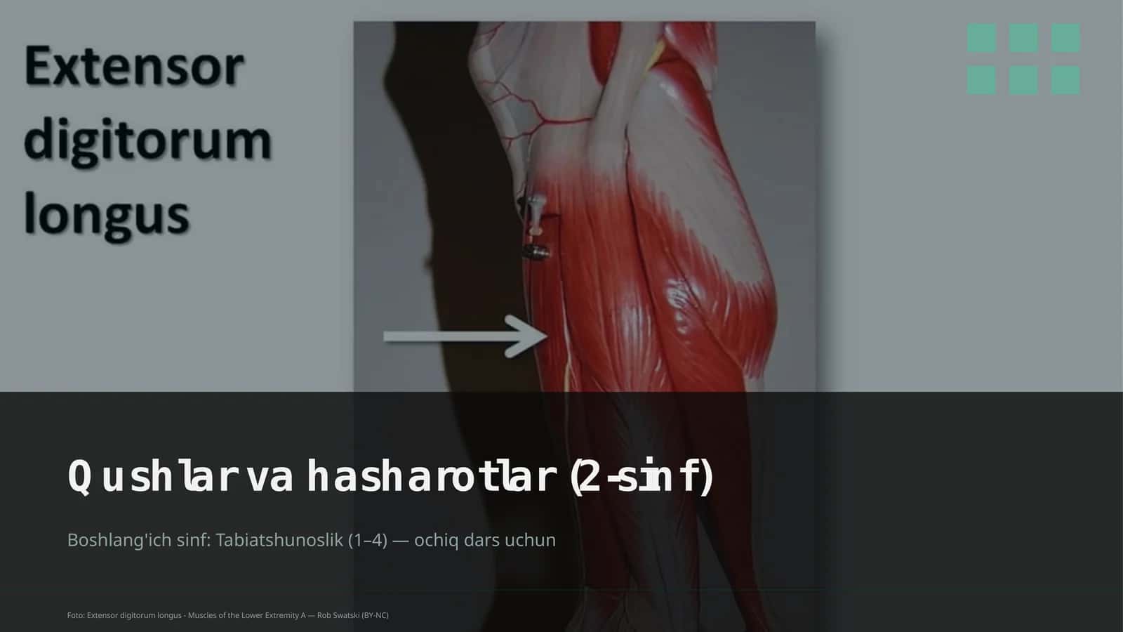 Qushlar va hasharotlar (2-sinf) 1