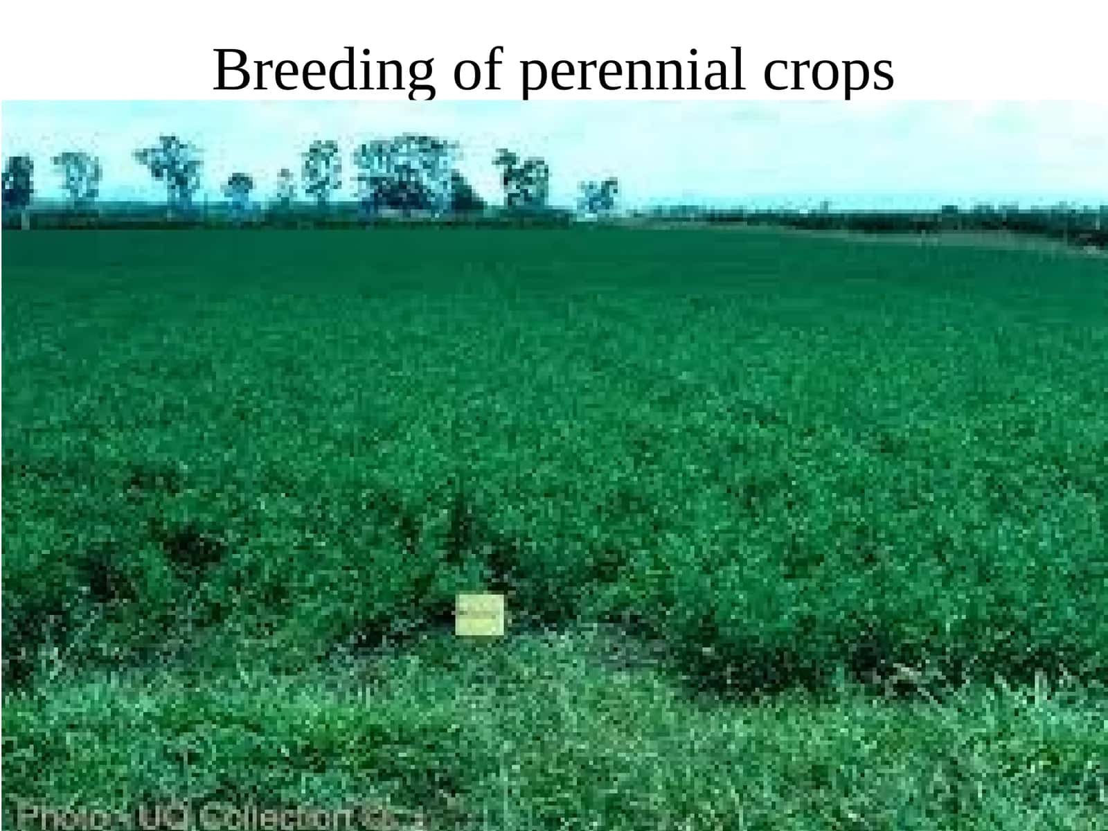 Breeding of perennial crops 1