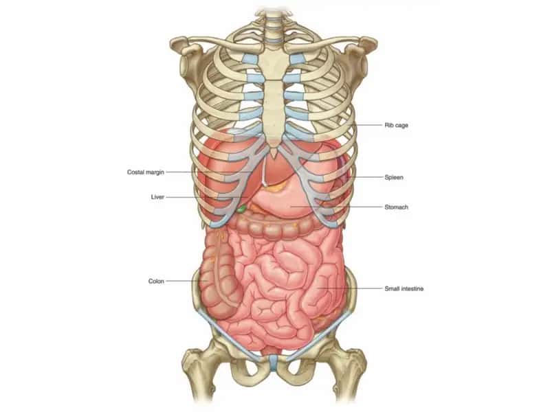 Enter et pancreas