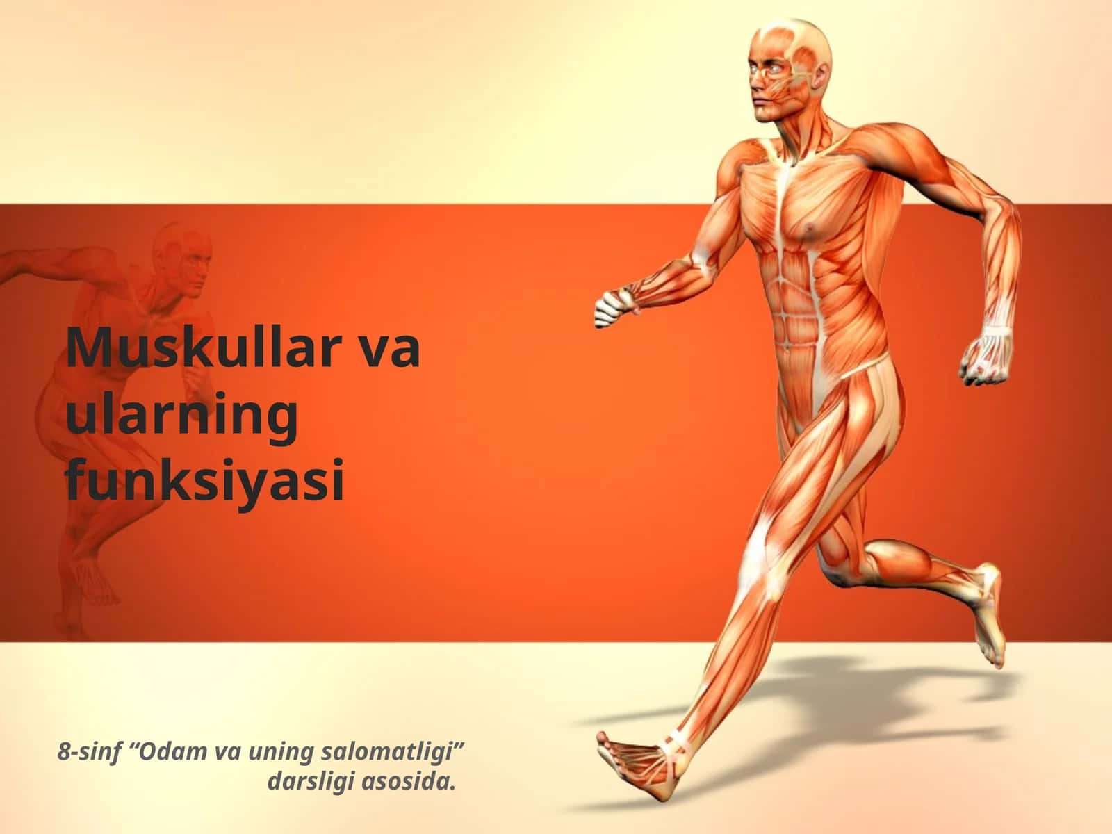 Muskullar va ularning funksiyasi 1