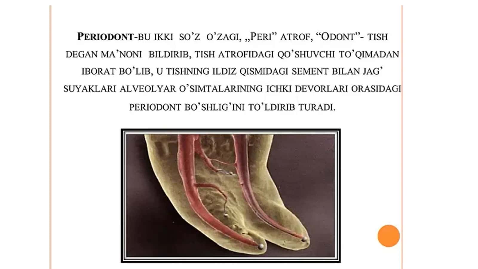 Periodont. Periodontit 1