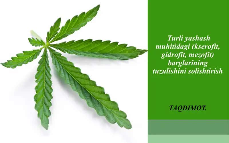 Turliyashashmuhitidagi(kserofit,gidrofit,mezofit)barglariningtuzulishinisolishtirish 1