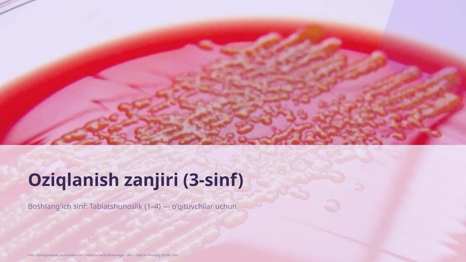 Oziqlanish zanjiri (3-sinf) 1