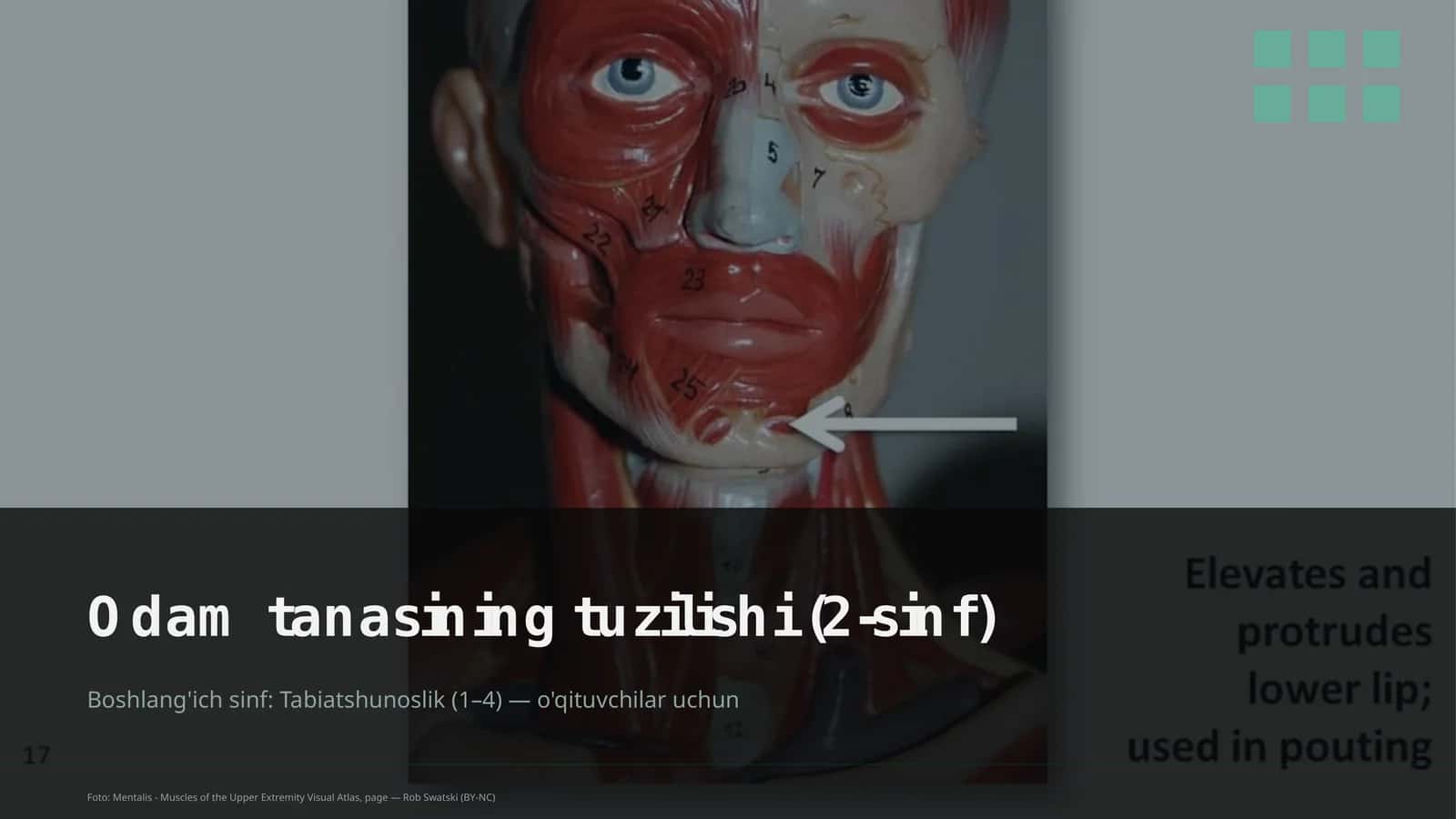 Odam tanasining tuzilishi (2-sinf) 1