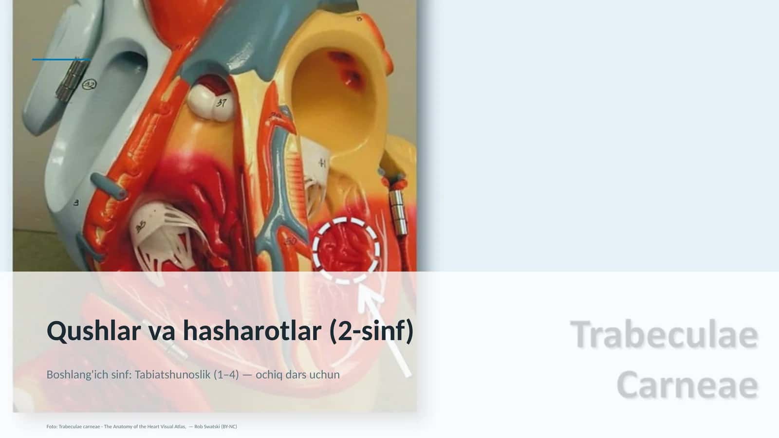 Qushlar va hasharotlar (2-sinf) 1