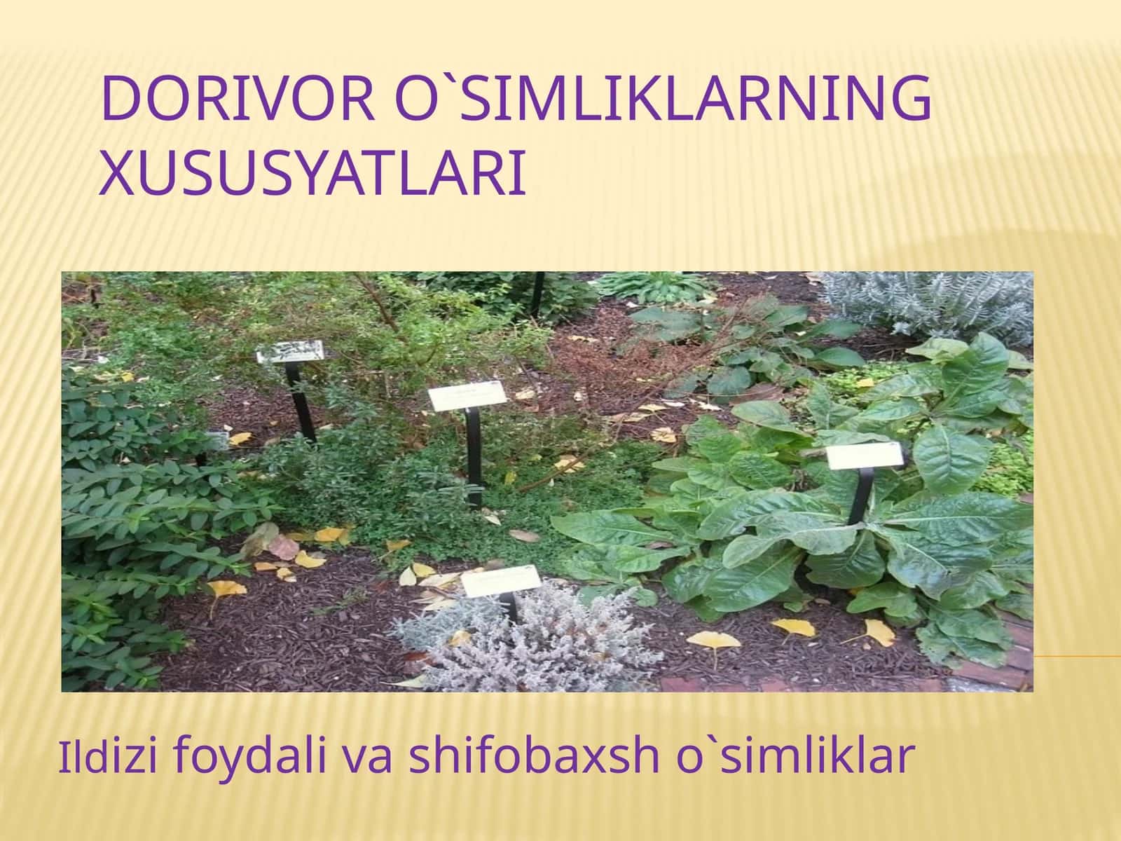 Ildizifoydali va shifobaxsho‘simliklar 1