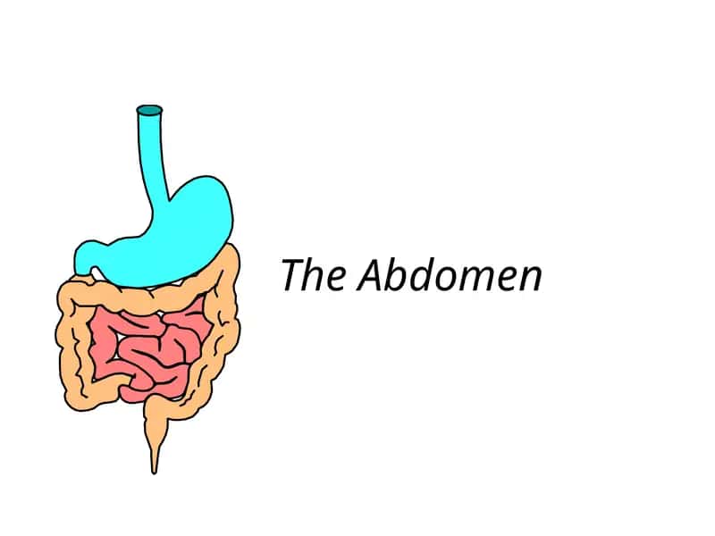 The Abdomen 1