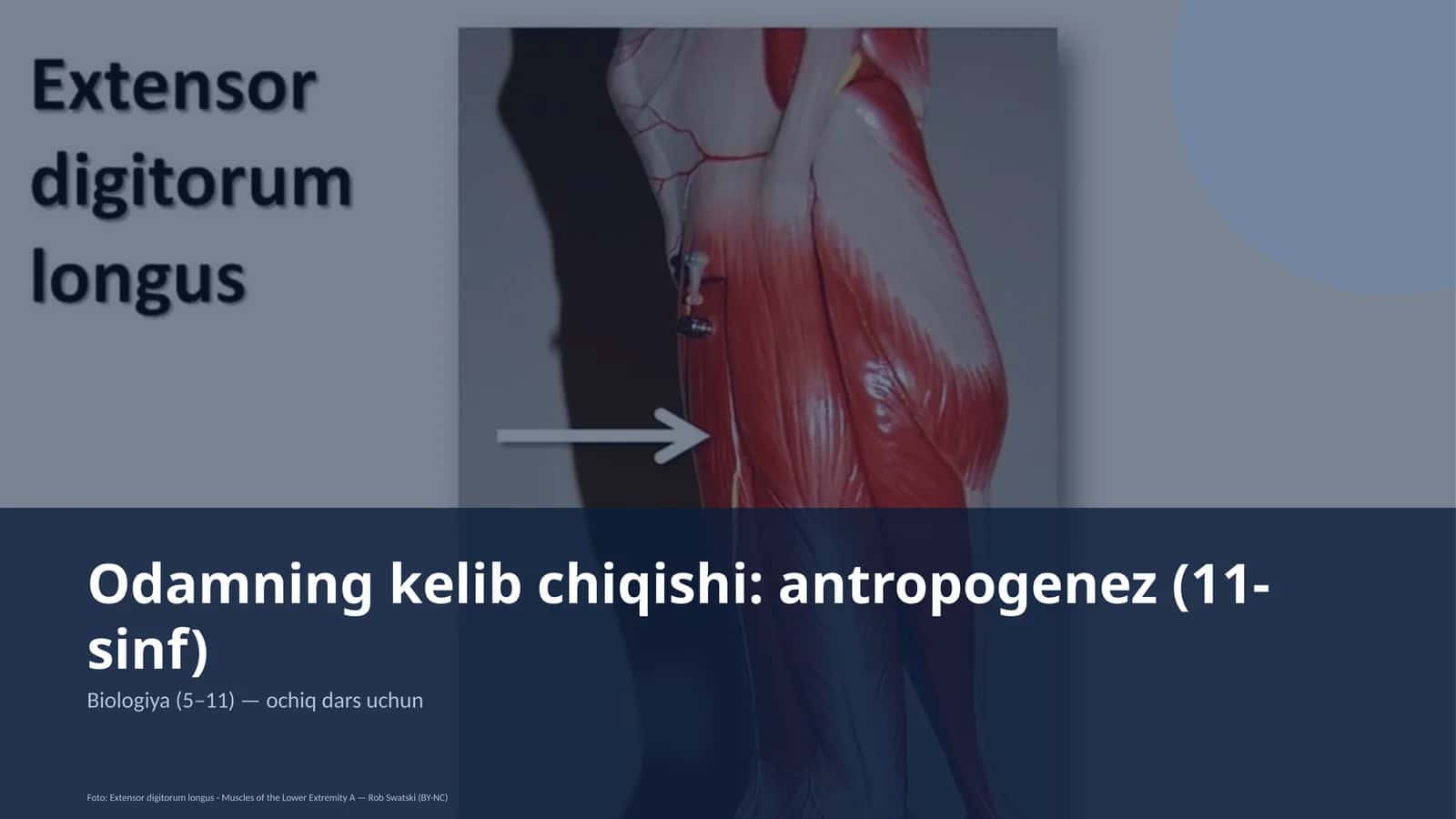 Odamning kelib chiqishi: antropogenez (11-sinf) 1