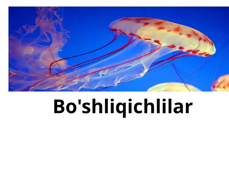 Bo’shliqichlilar 1