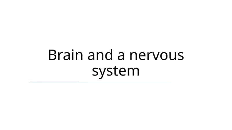 Brain and a nervous system 1
