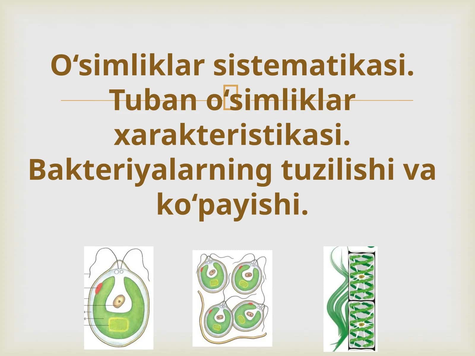 O‘simliklar sistematikasi 1