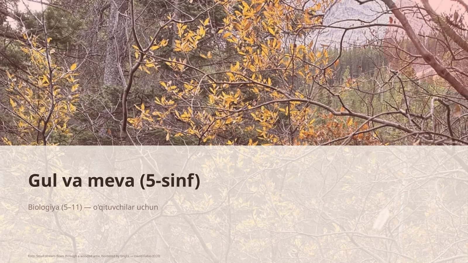 Gul va meva (5-sinf) 1